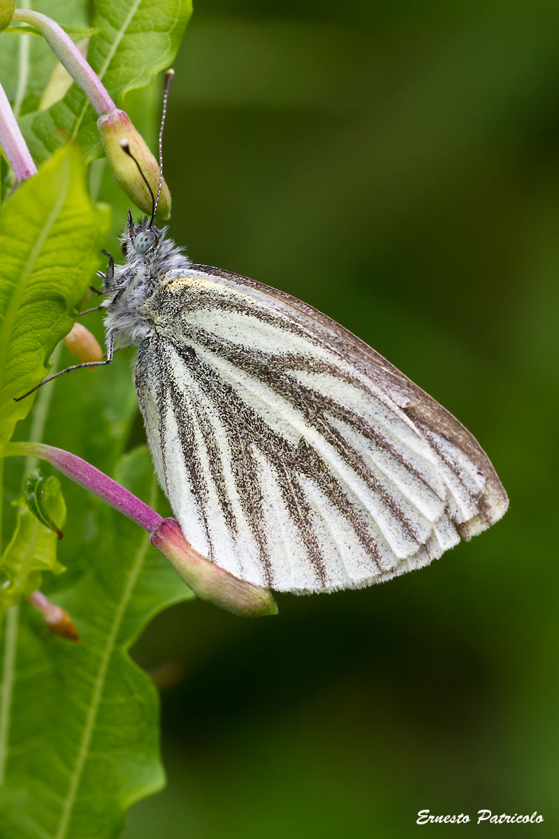 farfalla da identificare